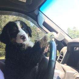 Bernese Mountain Dog Puppies from D’S Bernese Mountain Dogs