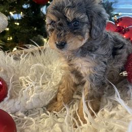 Bernedoodle and Havapoo Puppies from Precious Paws and Purrs