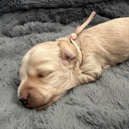 Pink Collar Girl - Cream female Dachshund puppy in Descanso, California from Kendaline Kennels