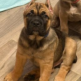 Blue collar - Fawn male Cane Corso puppy in Waxahachie, Texas from A&M Kennels
