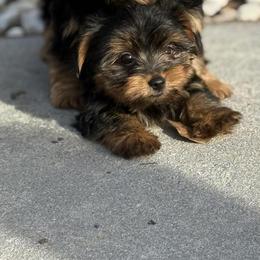 Yorkie Puppy Boy2 - Black and tan male Yorkshire Terrier puppy in Summerville, South Carolina from Our Yorkie and Morkie Puppies of Summerville, South Carolina.