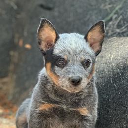 STETSON 3500 - Blue speckled male Australian Cattle Dog puppy in Kalispell, Montana from BTR Australian Cattle Dogs