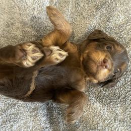 Blue - Phantom male Goldendoodle puppy in Medina, Ohio from Farmer Doodles