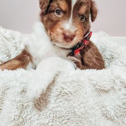 Australian Shepherd Puppies from Lake Daze