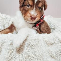 Australian Shepherd Puppies from Lake Daze