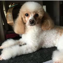 Chrissee - Parti female Poodle puppy in Bedford, Texas from S.H.A.R.P.’s Toy Poodles