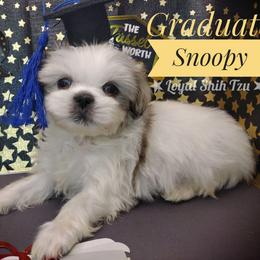 Snoopy - Silver gold and white male Shih Tzu puppy in Peoria, Arizona from Loyal Shih Tzu