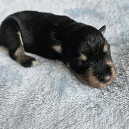 Harold - Black and silver male Miniature Schnauzer puppy in Crosby, Texas from Raisin' the Woof Schnauzers