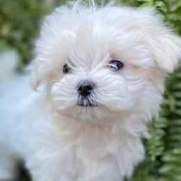 Maltese from Sugar Creek Maltese