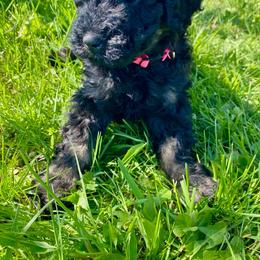 Kim - Black and white female Bernedoodle puppy in Spring Valley, Wisconsin from Filipiak Breeders