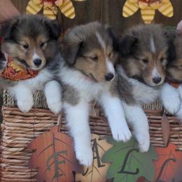 Shetland Sheepdog Puppies from Himark Shelties