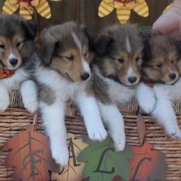 Shetland Sheepdog Puppies from Himark Shelties