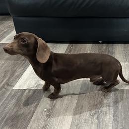 Archie - Dachshund