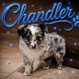Chandler - Blue merle male Miniature Australian Shepherd puppy in Lubbock, Texas from Baby Storm Kennels