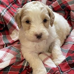 Cinnamon - Apricot female Goldendoodle puppy in Sugarcreek, Ohio from True Hearted Doodles