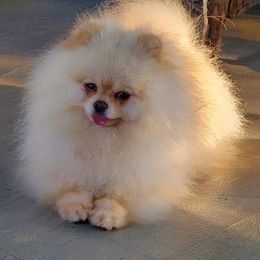 Scout - Pomeranian
