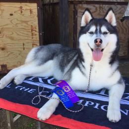 Siberian Huskies from Tugline Siberians