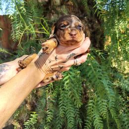 Cocoa - Dapple male Dachshund puppy in Norco, California from Tessasprettydachshunds