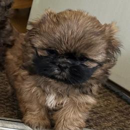 Jade - Sable male Shih Tzu puppy in Scottdale, Pennsylvania from Nancy’s Majestic Shih Tzus