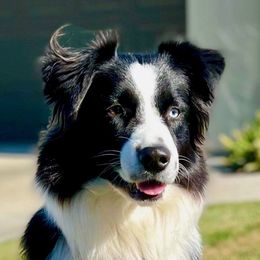Midge - Australian Shepherd