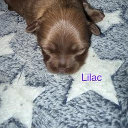 Lilac - Brindle female Companion Cross puppy in Avoca, Michigan from Repurposed Paradise Farm