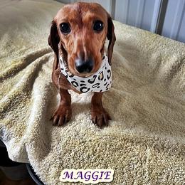 Maggie - Dachshund