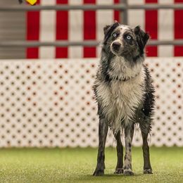Australian Shepherds from Limitless Australian Shepherds