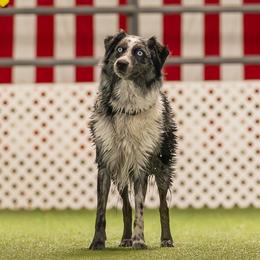 Australian Shepherds from Limitless Australian Shepherds