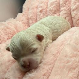 Snowpea - Apricot female Maltipoo puppy in Colonial Beach, Virginia from BeachRidge Pups