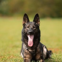 German Shepherds from C6 Ranch & Shepherds