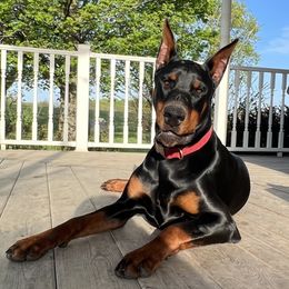 Novara - Doberman Pinscher