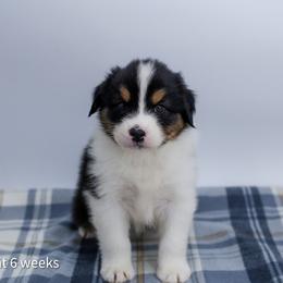 Midnight - Black tri-color male Australian Shepherd puppy in Lakewood, California from Cloud Nine Kennel