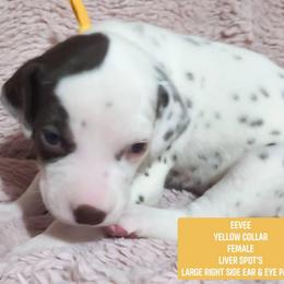 Eevee (Yellow collar) - White and liver brown female Dalmatian puppy in Raymondville, Missouri from Wagner's Dalmatian's