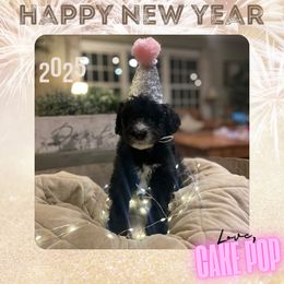 Cakepop - Bernedoodle puppy from Deutsch Hund Haus