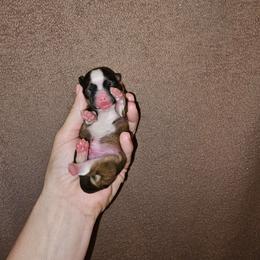 Boy 1 SC - Sable and white male Shih Tzu puppy in Meridian, Oklahoma from Crazy Love Kennels