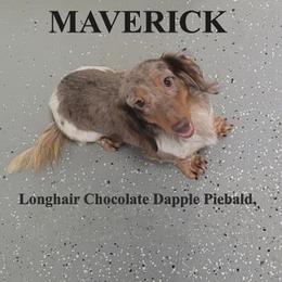 Maverick - Dachshund