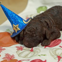 Chocolate boy 2 - Chocolate male Labradoodle puppy in Colonial Beach, Virginia from Bristol Mine Kennels