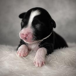 Hairless boy 1 - Black and white male Chinese Crested puppy in Tomball, Texas from Gracieux Chinese Cresteds