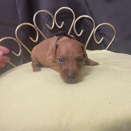 Uriel - Stag red male Miniature Pinscher puppy in Lancaster, Missouri from White Stone Ranch