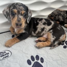 Dachshund Puppies from Weenie Bros