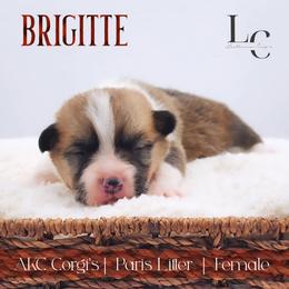 Brigitte - Red female Pembroke Welsh Corgi puppy in Pine Village, Indiana from NL Horsemanship