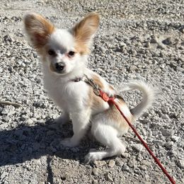 Buttercup - Papillon