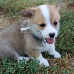 Pembroke Welsh Corgi Puppies from Fire Sweep Ranch