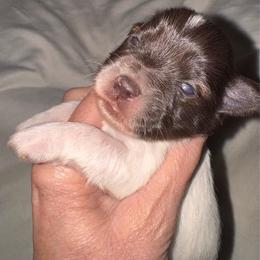 Liver parti boy 3 - Parti male Miniature Schnauzer puppy in Pflugerville, Texas from K&K Precious Tx schnauzers