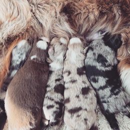 Miniature American Shepherd and Miniature Australian Shepherd Puppies from Rigsby Ranch