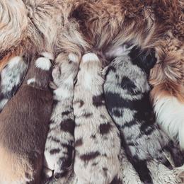 Miniature American Shepherd and Miniature Australian Shepherd Puppies from Rigsby Ranch