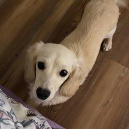 Cleo - Dachshund
