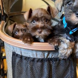 AKC grey collar - Liver male Miniature Schnauzer puppy in Temple, Texas from Schnauzers Of Taylor