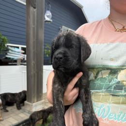 Conway - Brindle male Mastiff puppy in Sioux Falls, South Dakota from Clearbrook Mastiffs