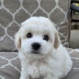 Blue - White male Bichon Frise puppy in Freehold, New Jersey from Michael & Nataliya's Pups